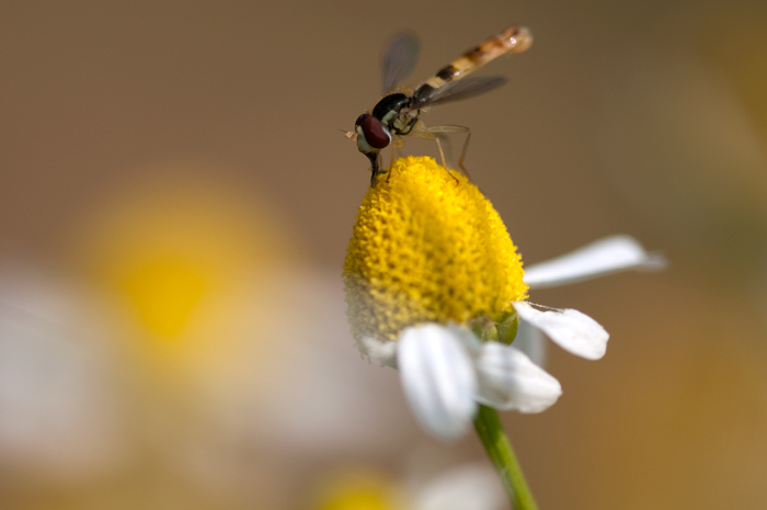 Sphaerophoria scripta (Syrphidae)